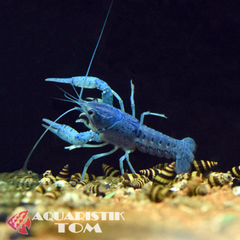 Blauer Floridakrebs, Procambarus alleni